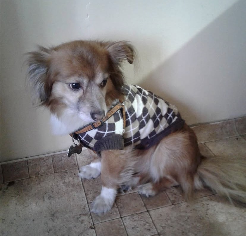 Listo para el paseo